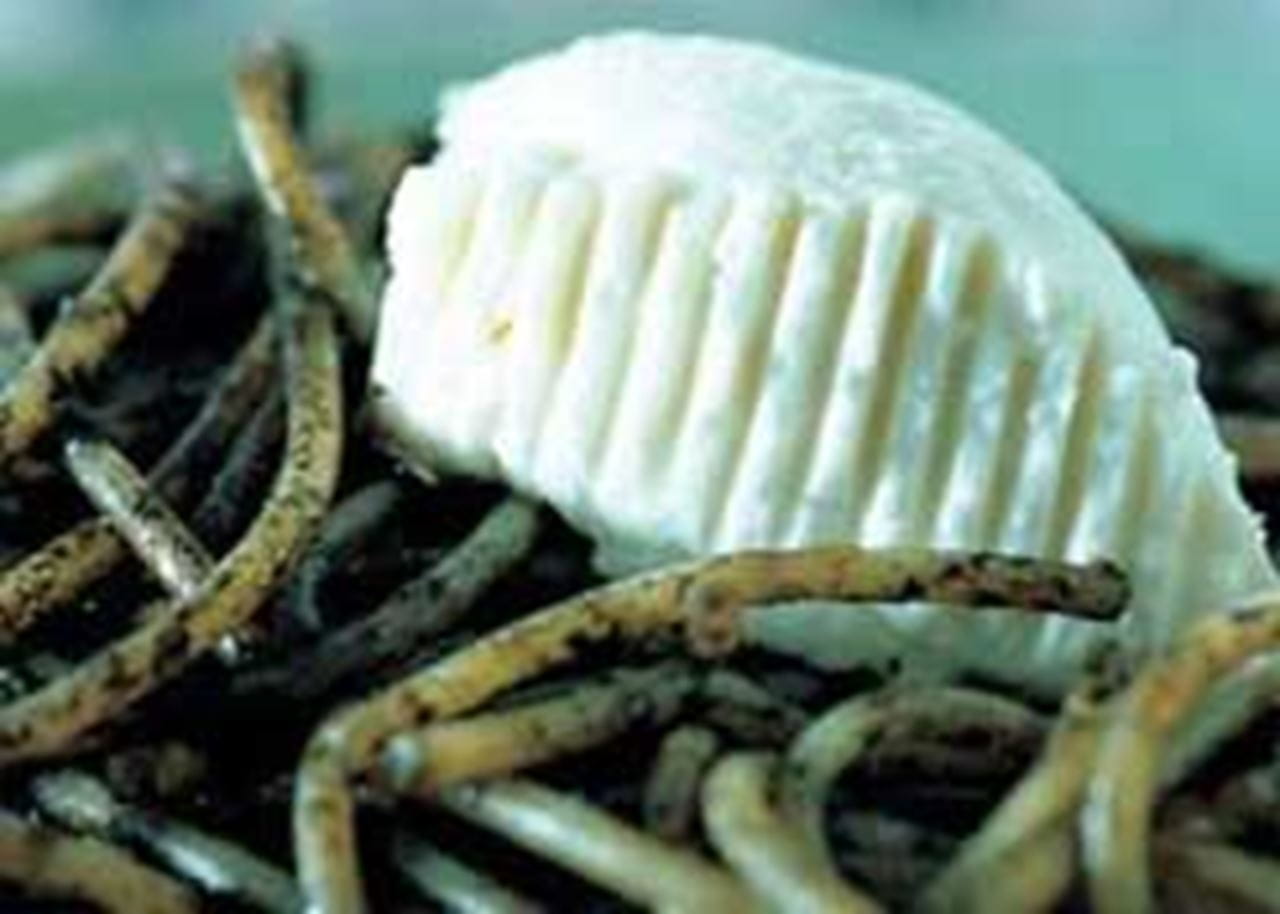 recipe image Pâtes aux encornets, sauce à l'encre